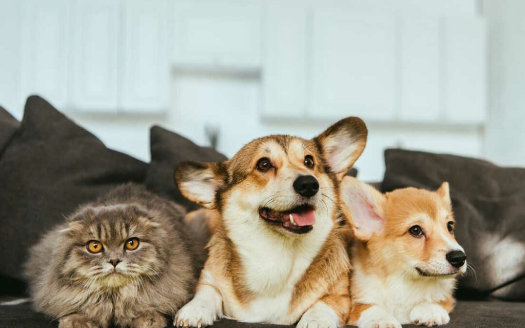 Top Pet-Friendly Features in a Home Floor Plan
