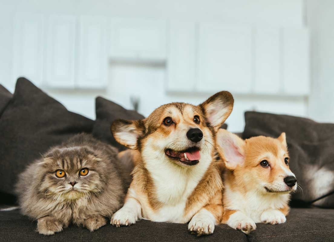 Dan Lawson - 9187CT (1) windsor va new construction builder