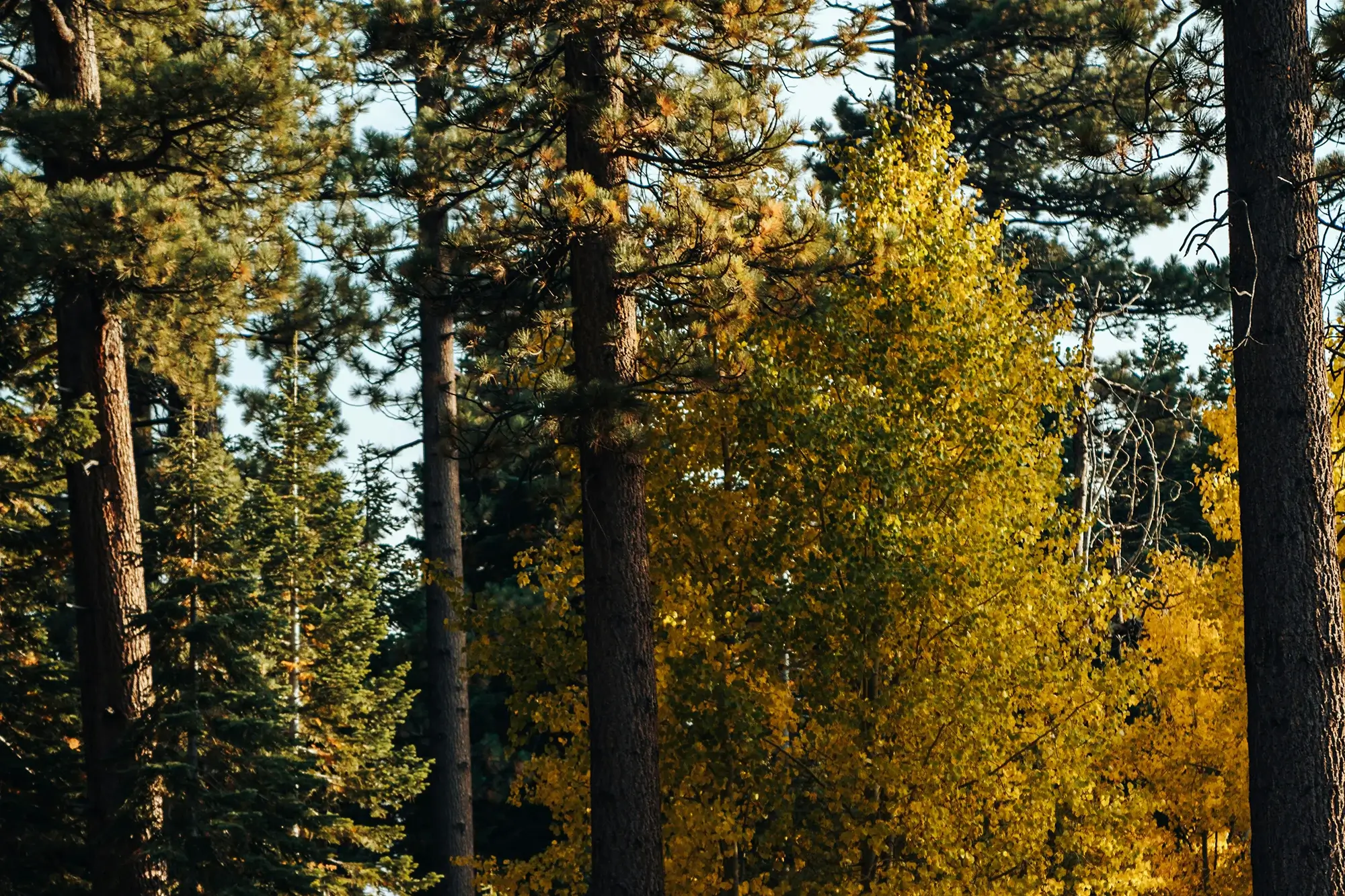 wooded lots land buyers 